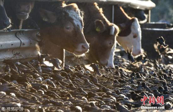 国产牛只吃饲料吗视频讲解,从源头保障肉品品质